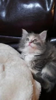モカ 様のお迎えした子猫
