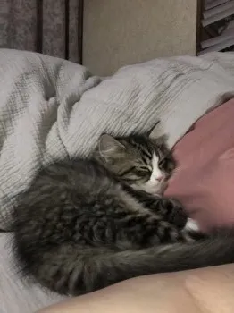 M.H 様のお迎えした子猫