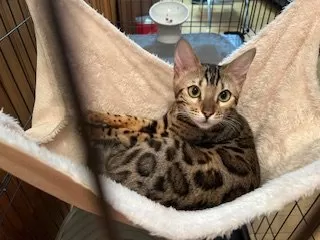 M.K 様のお迎えした子猫