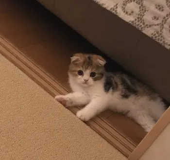くまちゃん 様のお迎えした子猫
