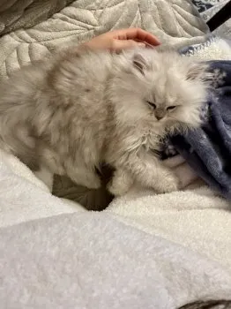 K.M 様のお迎えした子猫