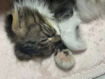 S.Y 様のお迎えした子猫