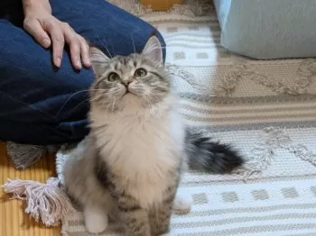 A.I. 様のお迎えした子猫