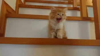 sue 様のお迎えした子猫