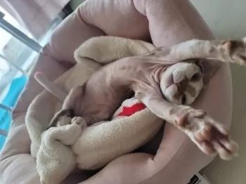 コタロウ 様のお迎えした子猫