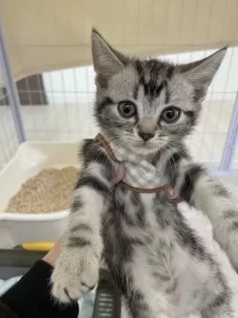 Y.U 様のお迎えした子猫