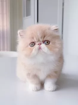 T.W 様のお迎えした子猫