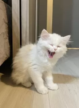 E.Y 様のお迎えした子猫