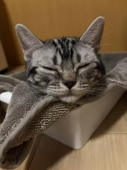 ショウ 様のお迎えした子猫