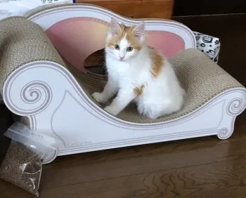 るな 様のお迎えした子猫