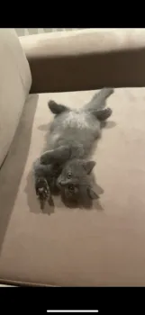 あいち 様のお迎えした子猫