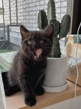 R.N 様のお迎えした子猫