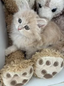 K.S 様のお迎えした子猫