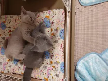 Y.N 様のお迎えした子猫