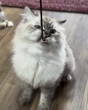 T.Y 様のお迎えした子猫
