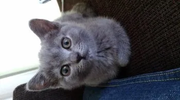 ゆかり 様のお迎えした子猫