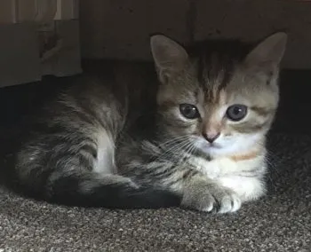 yoroko 様のお迎えした子猫