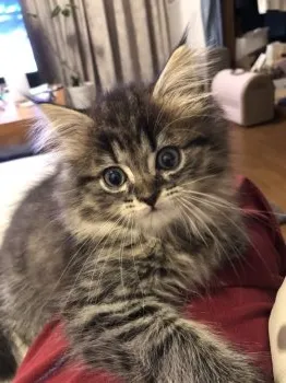 クスクス 様のお迎えした子猫