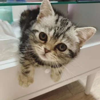 s.w 様のお迎えした子猫