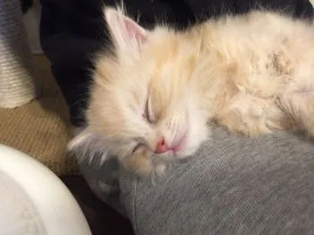 ku244 様のお迎えした子猫