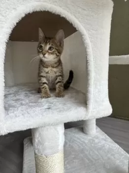 東京都　H.A 様のお迎えした子猫