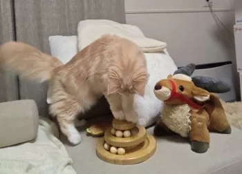 W.Y 様のお迎えした子猫