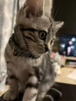 M.O 様のお迎えした子猫