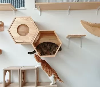 MK 様のお迎えした子猫