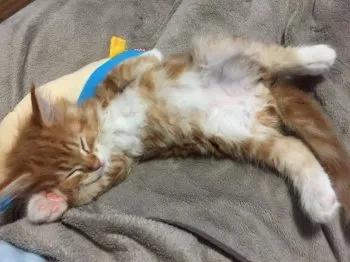 ラルゴの父？母？ 様のお迎えした子猫