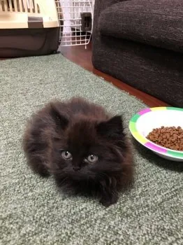 non 様のお迎えした子猫