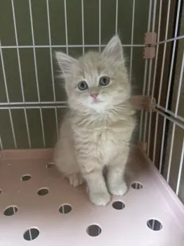 もかママ 様のお迎えした子猫