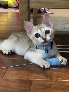のびとか 様のお迎えした子猫