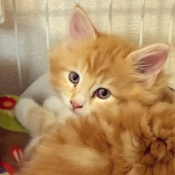 Y.M 様のお迎えした子猫