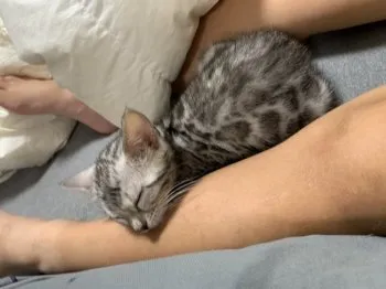 カズ 様のお迎えした子猫