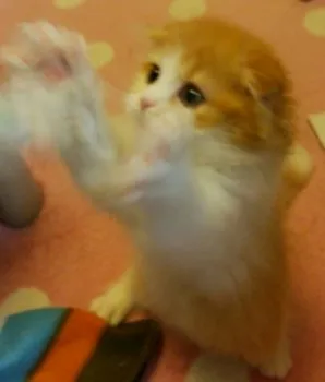 にゃんこ 様のお迎えした子猫