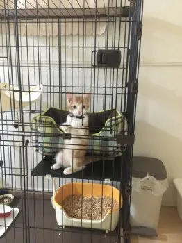 ぬん 様のお迎えした子猫