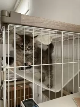 A.F 様のお迎えした子猫