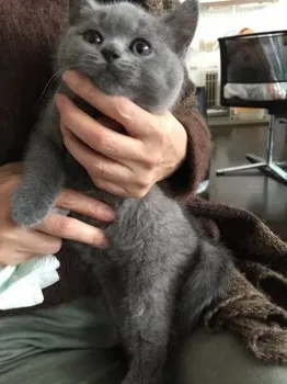 井上雅博 様のお迎えした子猫