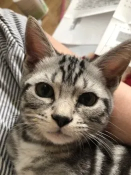 ふみ 様のお迎えした子猫