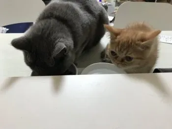 vivi 様のお迎えした子猫