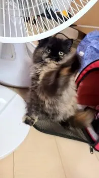 きゃん 様のお迎えした子猫