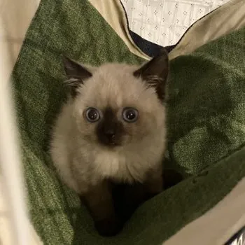 kenny 様のお迎えした子猫