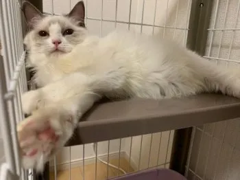 みや 様のお迎えした子猫