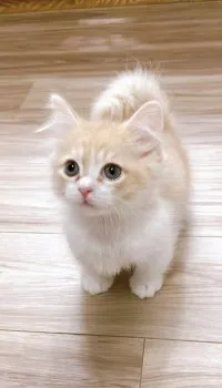ころっけ 様のお迎えした子猫