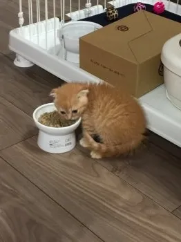まなみん 様のお迎えした子猫