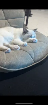 yuki 様のお迎えした子猫