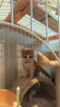 ちえこ 様のお迎えした子猫