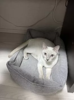 チー 様のお迎えした子猫