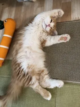 K 様のお迎えした子猫