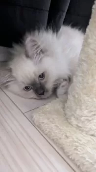N.M 様のお迎えした子猫